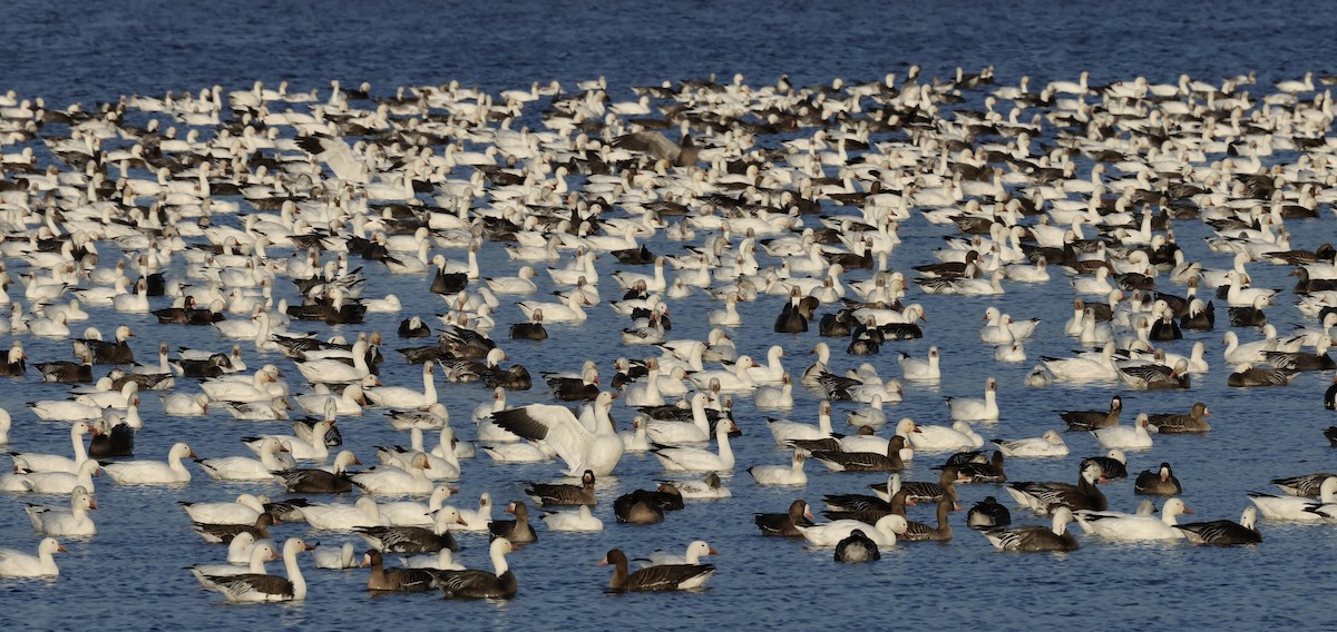 Ross's Goose - ML631624533