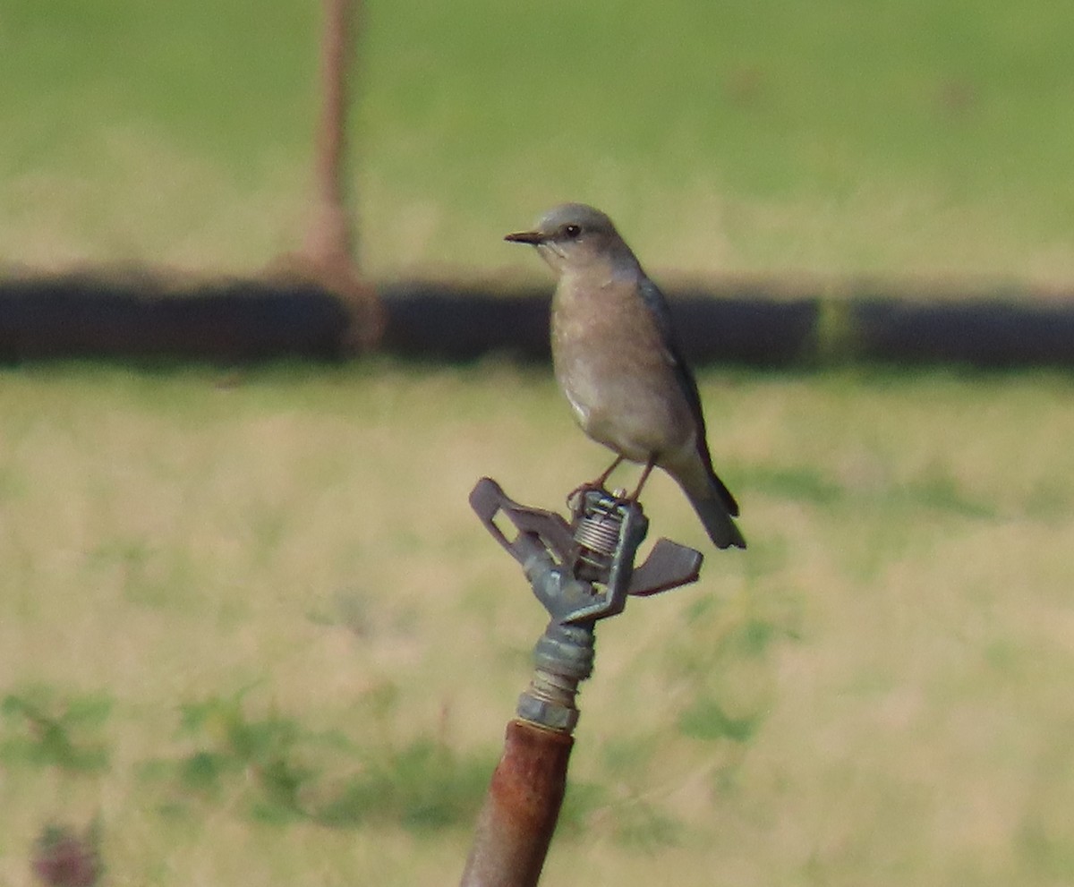 Mountain Bluebird - ML631624833