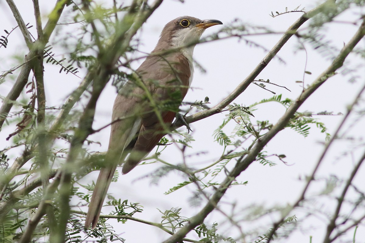 Yellow-billed Cuckoo - ML631625326