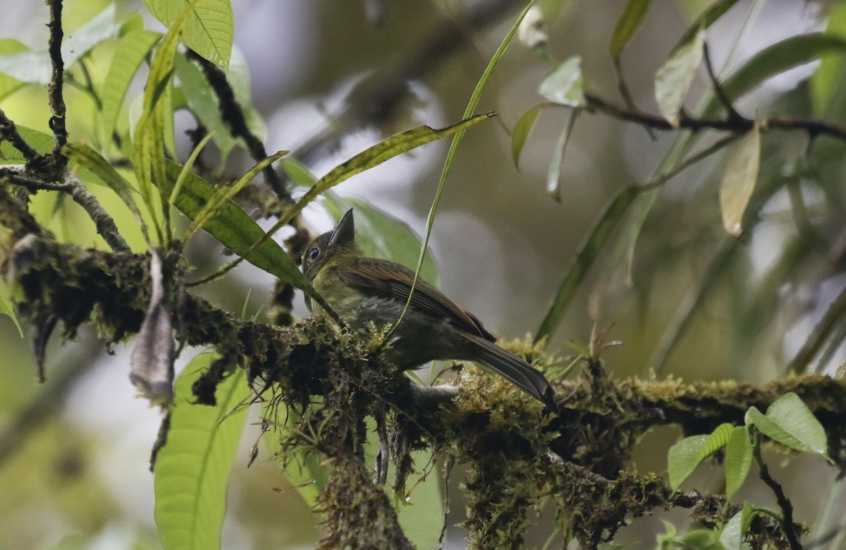 Pacific Flatbill - ML631625377