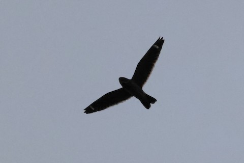 Least Nighthawk - ML631625401