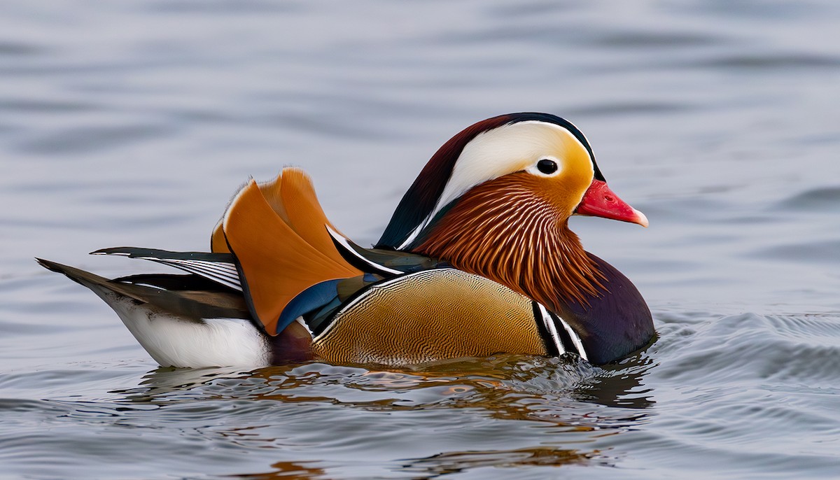 Мандир уранхажин - ML631625409