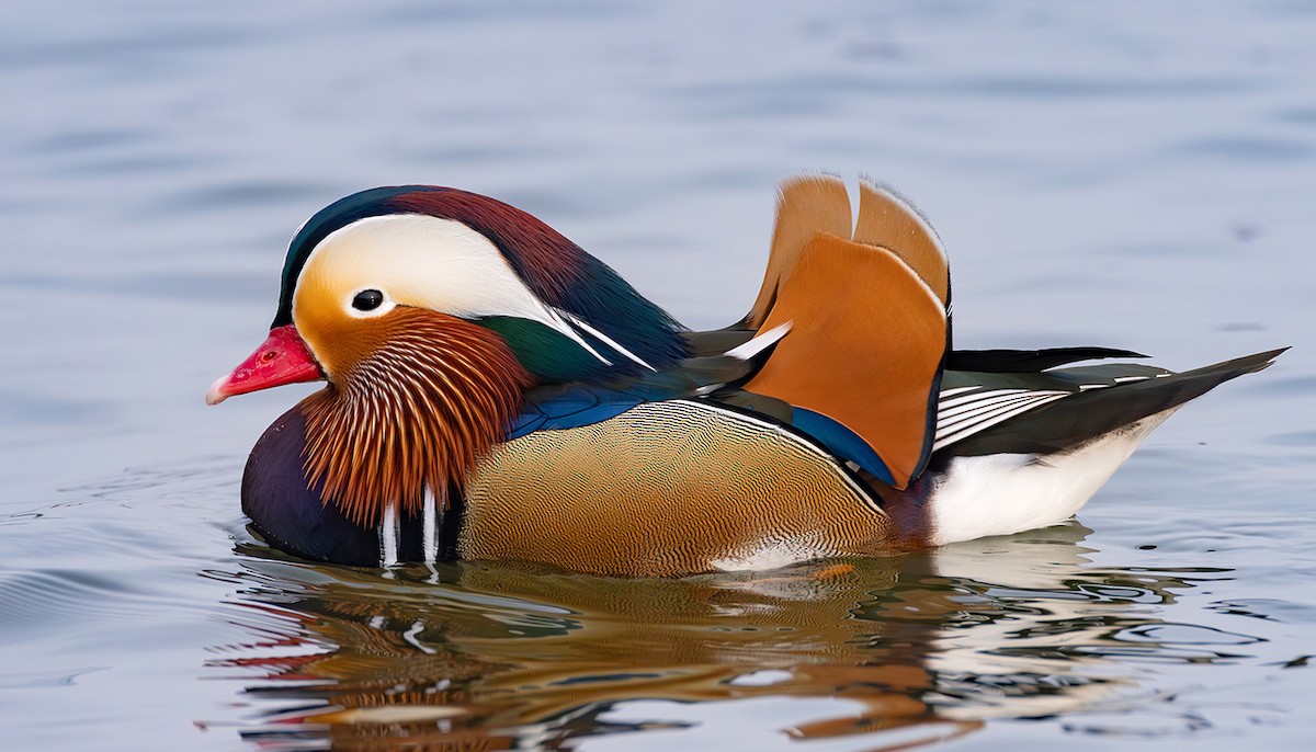 Мандир уранхажин - ML631625410