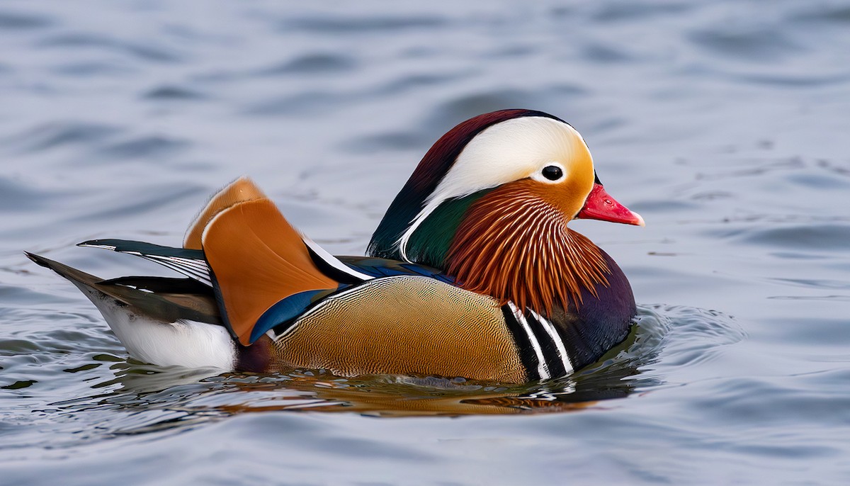 Мандир уранхажин - ML631625412