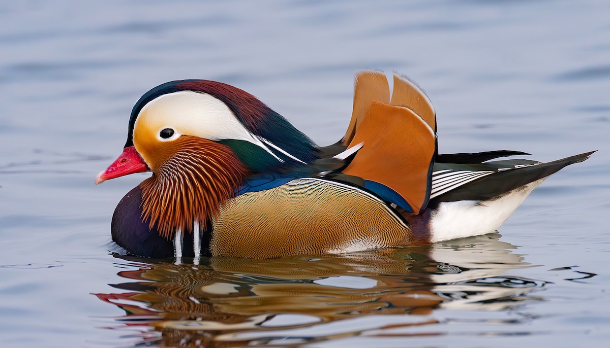 Мандир уранхажин - ML631625413