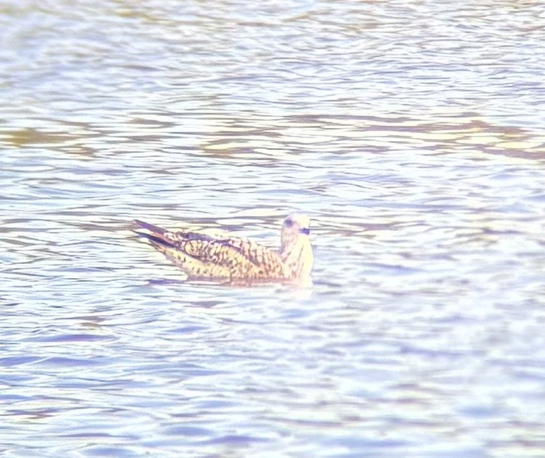 gull sp. - ML631625541