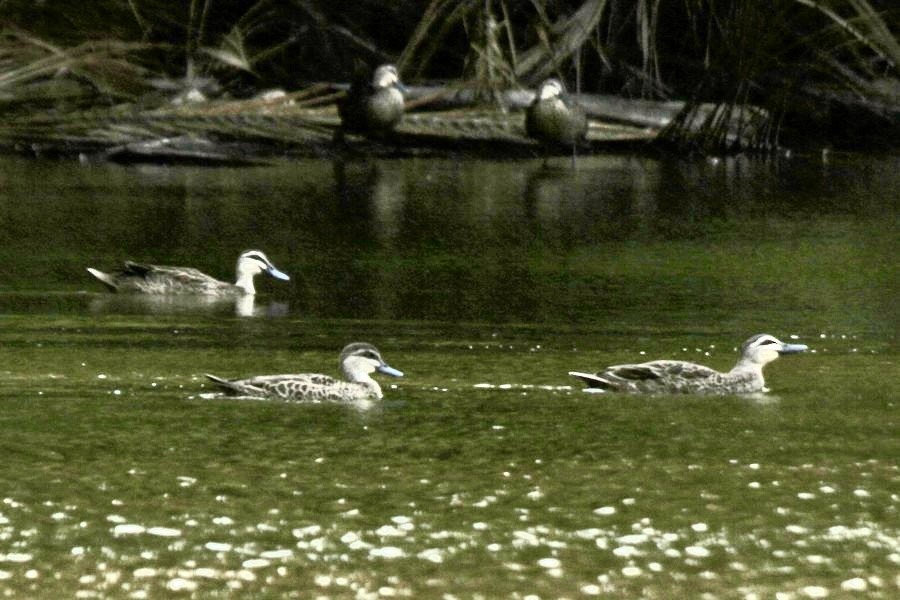 Pacific Black Duck - ML631626171