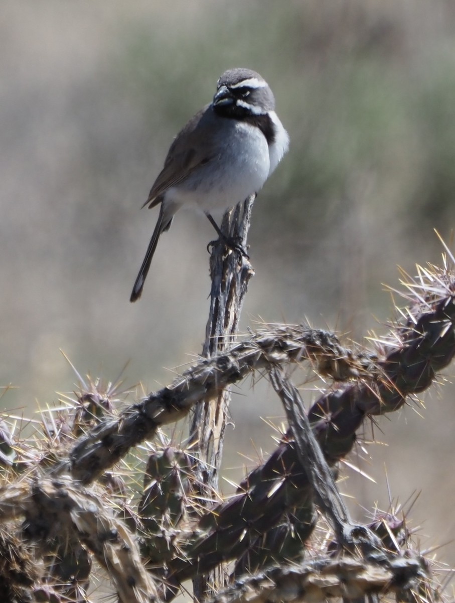 Black-throated Sparrow - ML631626173