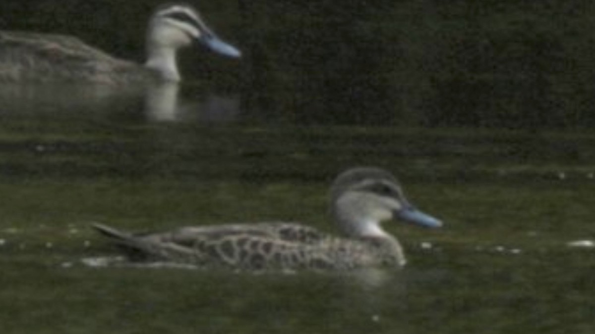 Pacific Black Duck x Gray Teal (hybrid) - ML631626190