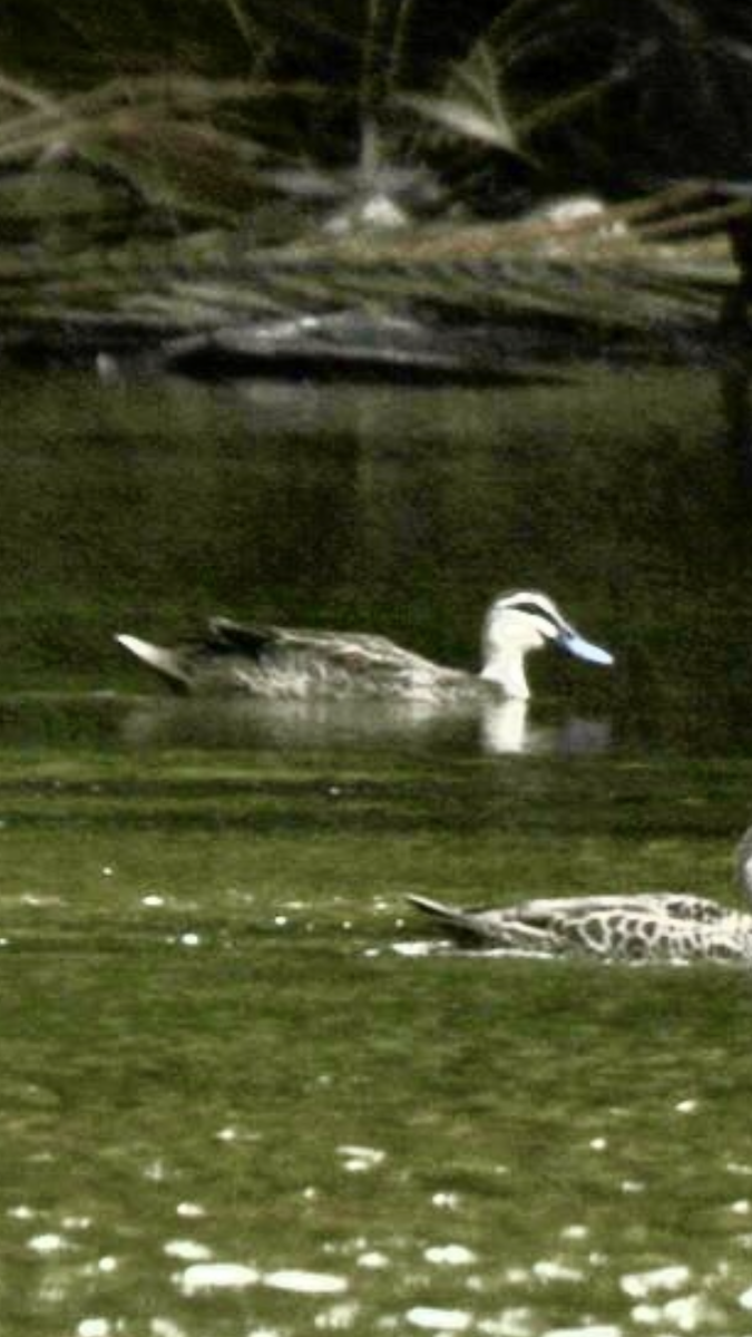 Pacific Black Duck - ML631626242