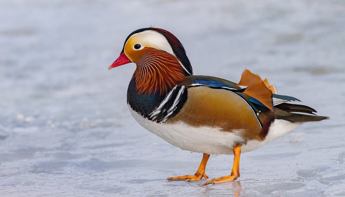 Мандир уранхажин - ML631626299