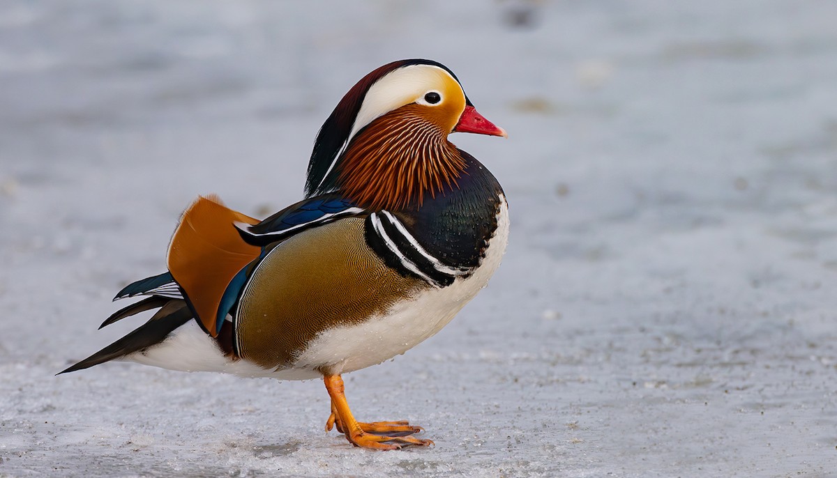 Мандир уранхажин - ML631626300