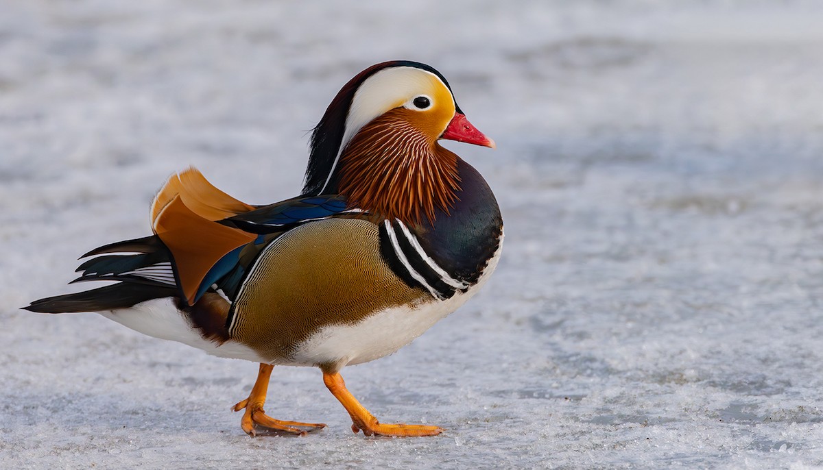 Мандир уранхажин - ML631626301