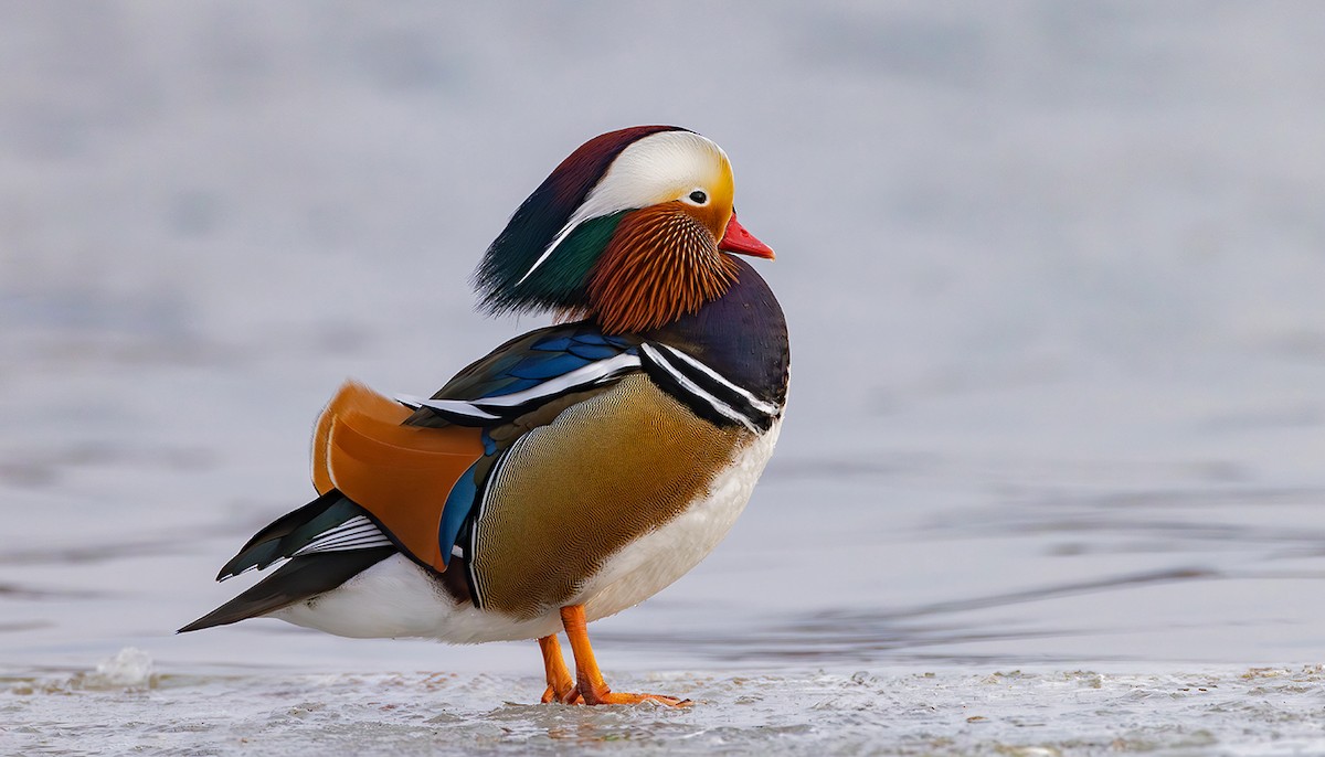 Мандир уранхажин - ML631626302