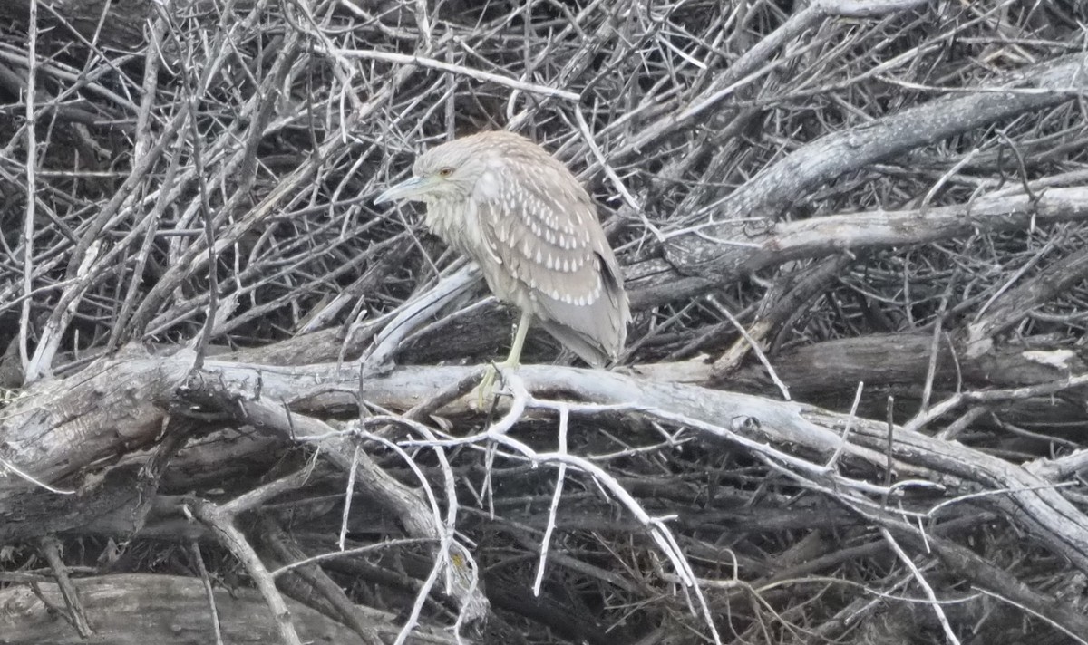 Garza Azulada - ML631626323