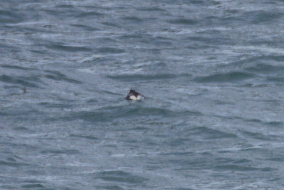 Dovekie - ML631626411