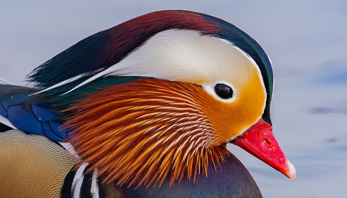 Мандир уранхажин - ML631626542