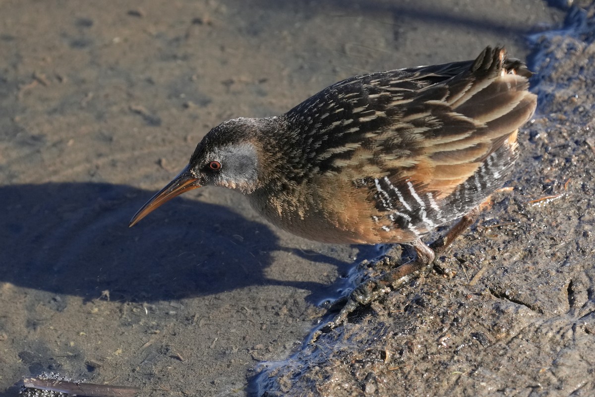 chřástal virginský - ML631626612