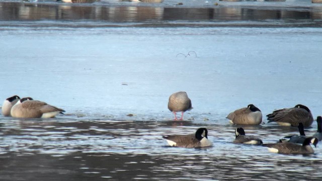Pink-footed Goose - ML631626715