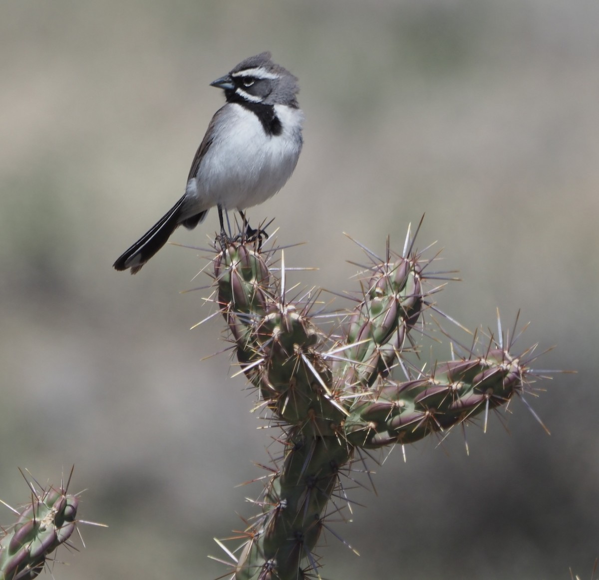 Black-throated Sparrow - ML631626745