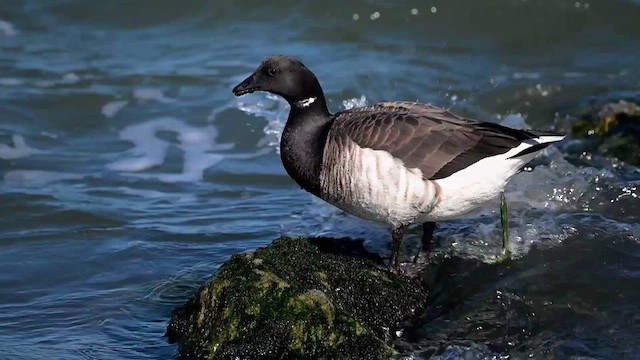 Brant (Atlantic) - ML631626759