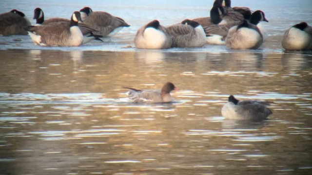 Pink-footed Goose - ML631626803