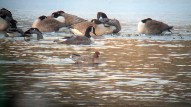 Pink-footed Goose - ML631626804