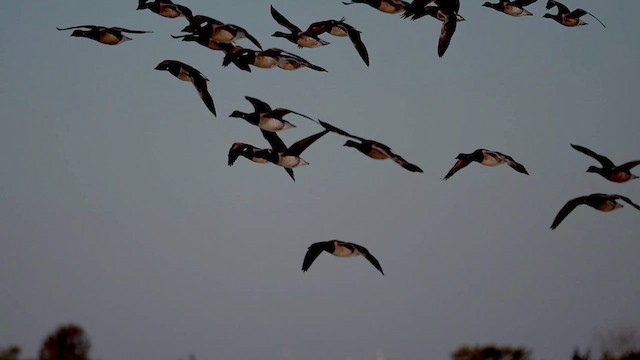 Brant (Atlantic) - ML631626858