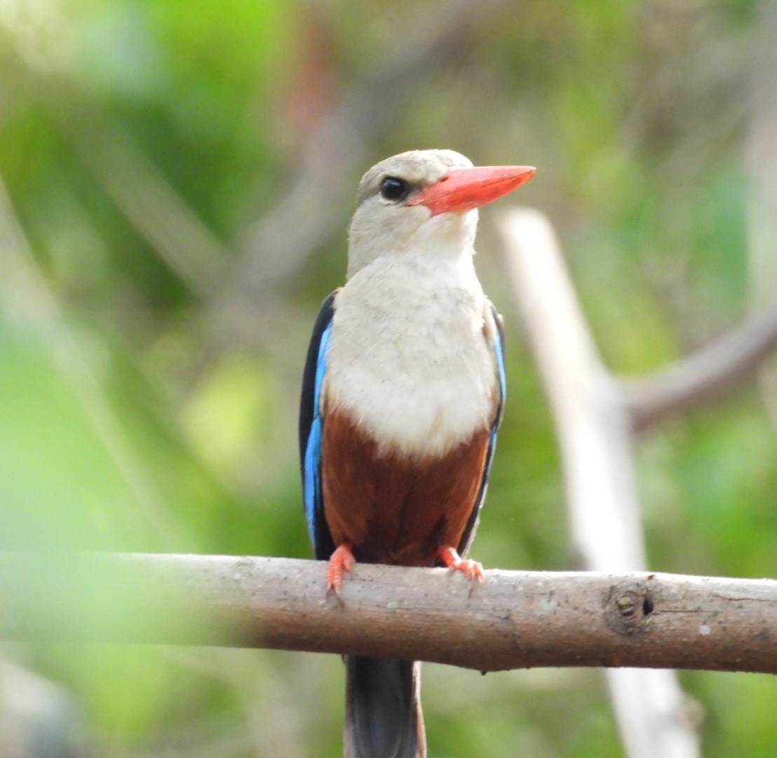 Gray-headed Kingfisher - ML631626873