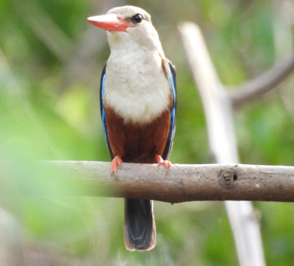 Gray-headed Kingfisher - ML631626874