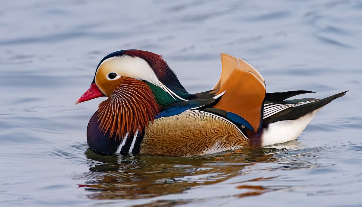 Мандир уранхажин - ML631626912