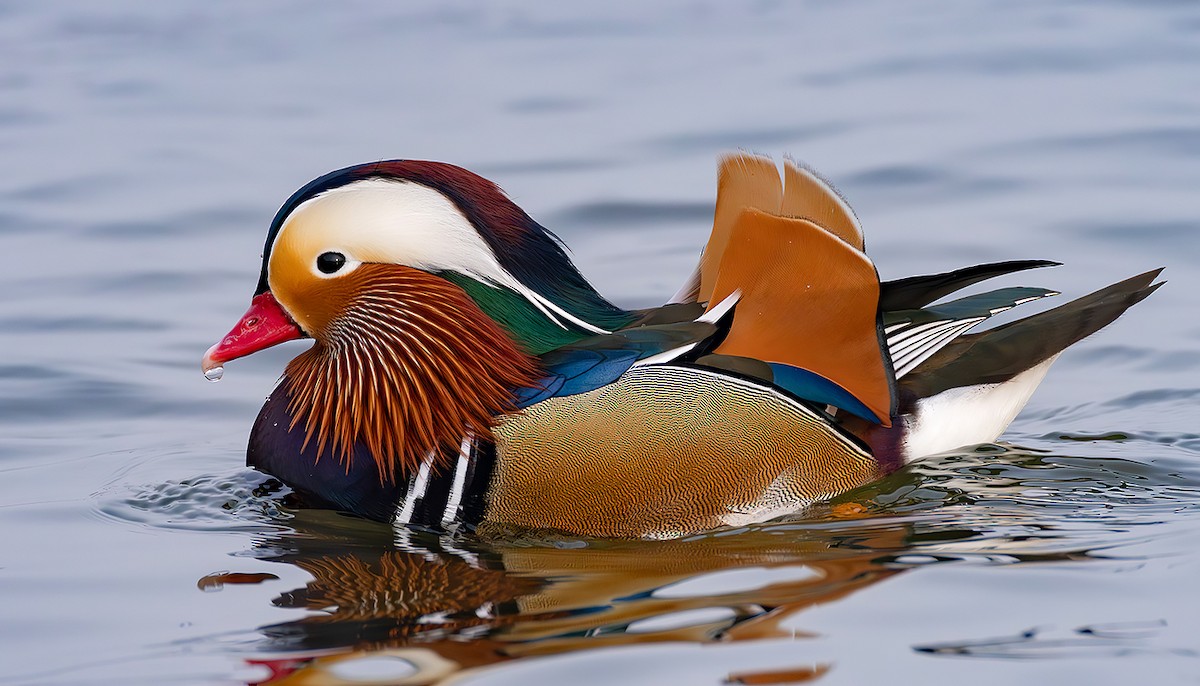 Мандир уранхажин - ML631626913