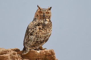 キタアフリカワシミミズク - eBird