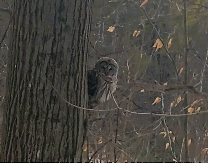 puštík proužkovaný - ML631627174