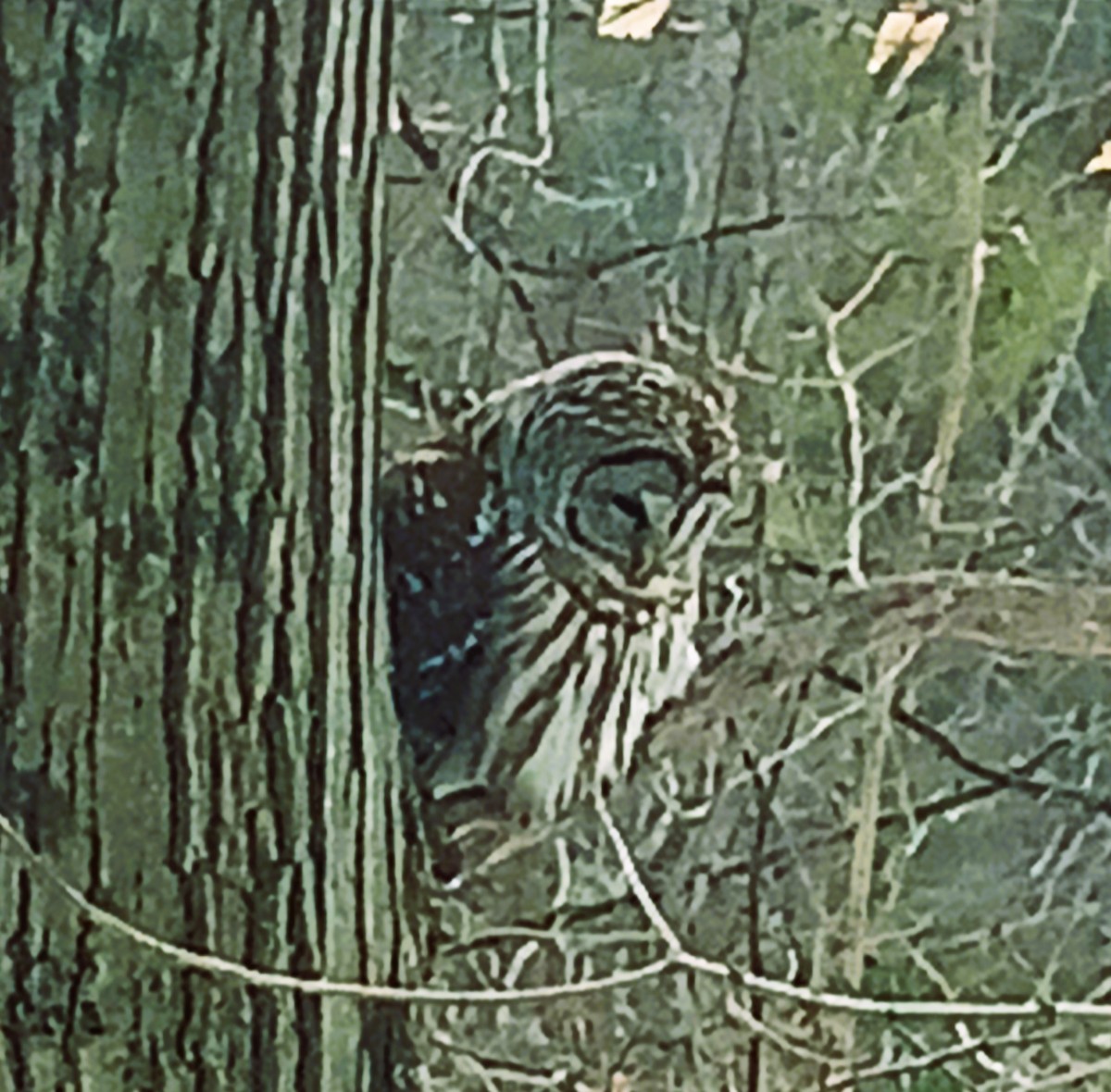 puštík proužkovaný - ML631627215