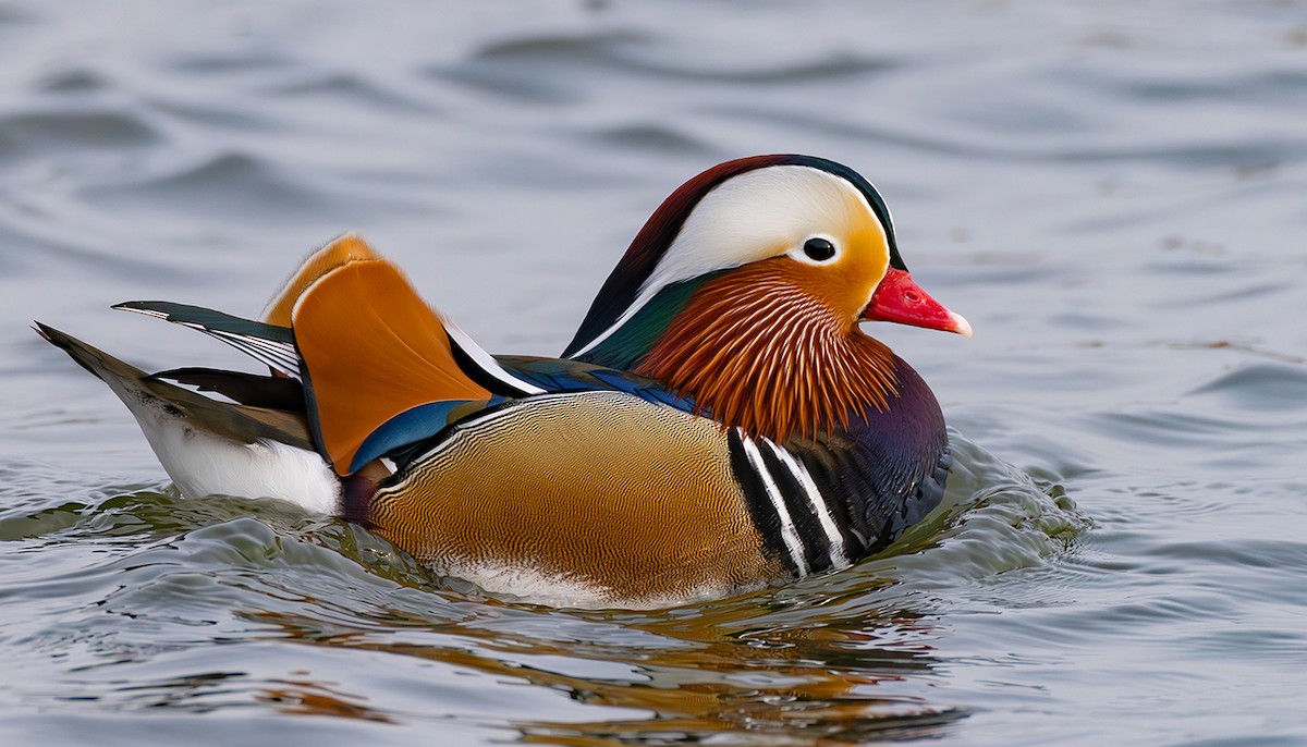 Мандир уранхажин - ML631627223