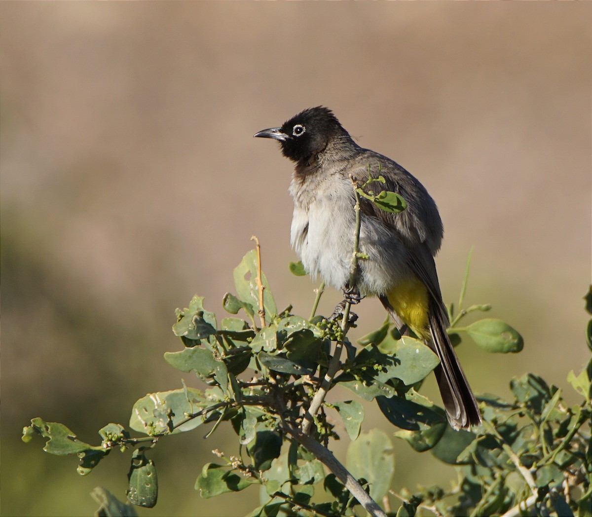 White-spectacled Bulbul - ML631627568