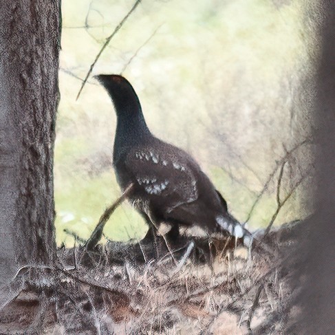 Black-billed Capercaillie - ML631627641