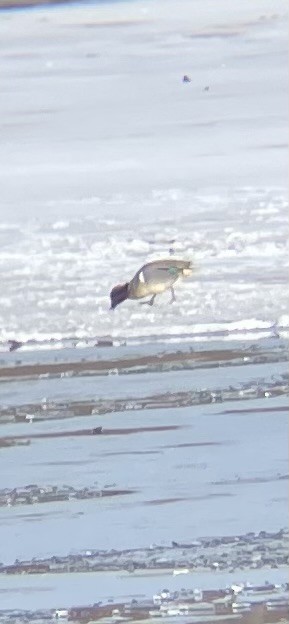 Green-winged Teal - ML631627820