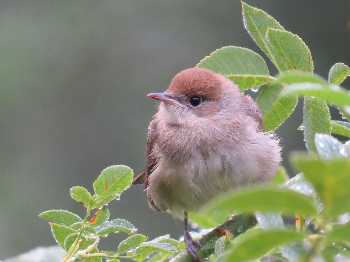 Eurasian Blackcap - ML631627925