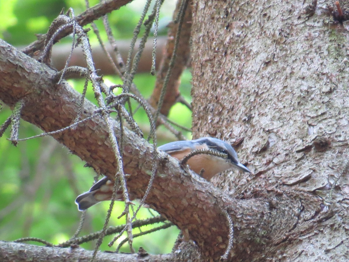 Eurasian Nuthatch - ML631627933
