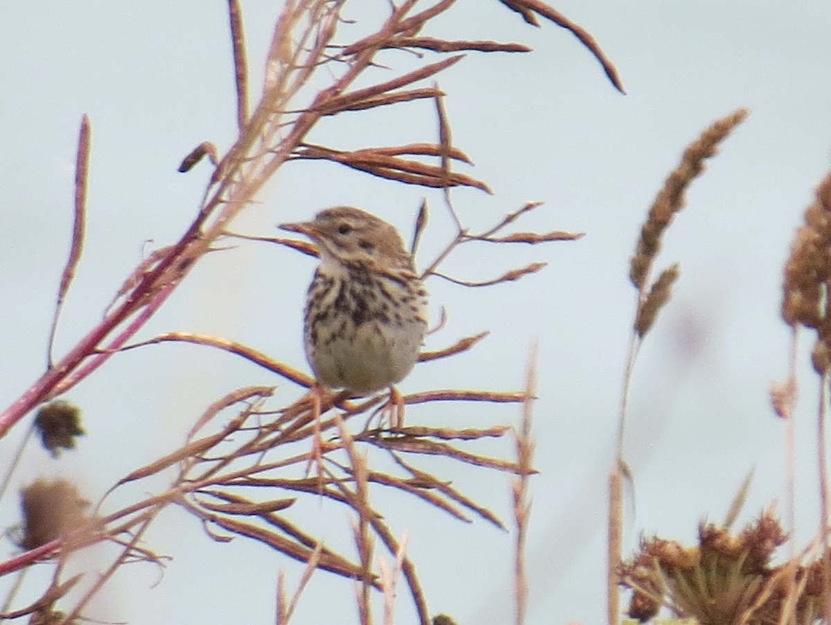 Meadow Pipit - ML631627947