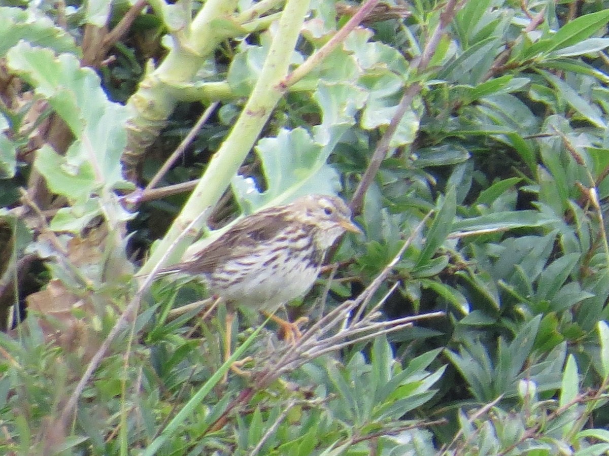 Meadow Pipit - ML631627948