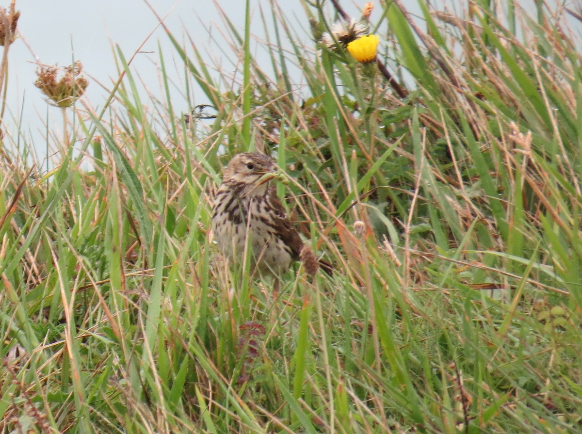 Meadow Pipit - ML631627949