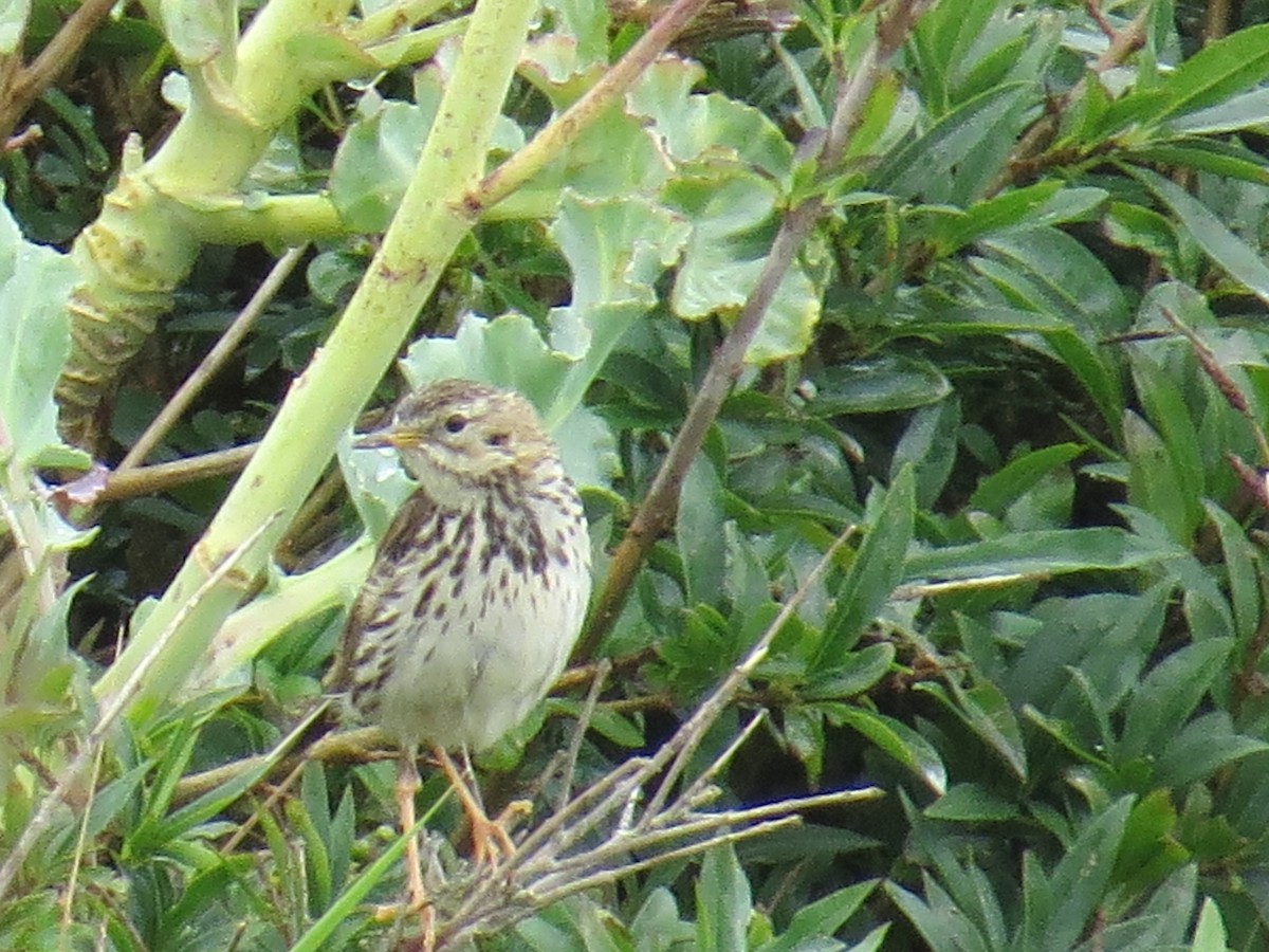 Meadow Pipit - ML631627950