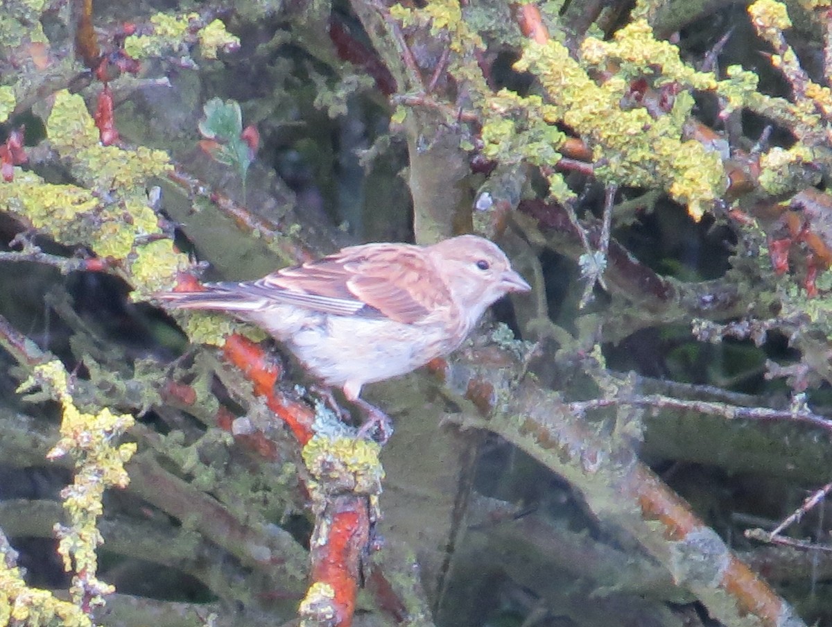 Eurasian Linnet - ML631627960