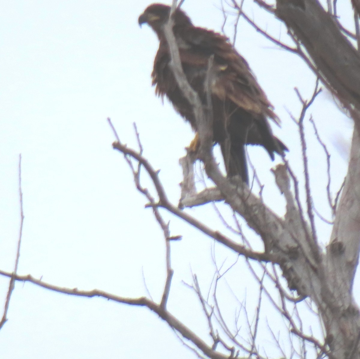 Bald Eagle - ML631628054