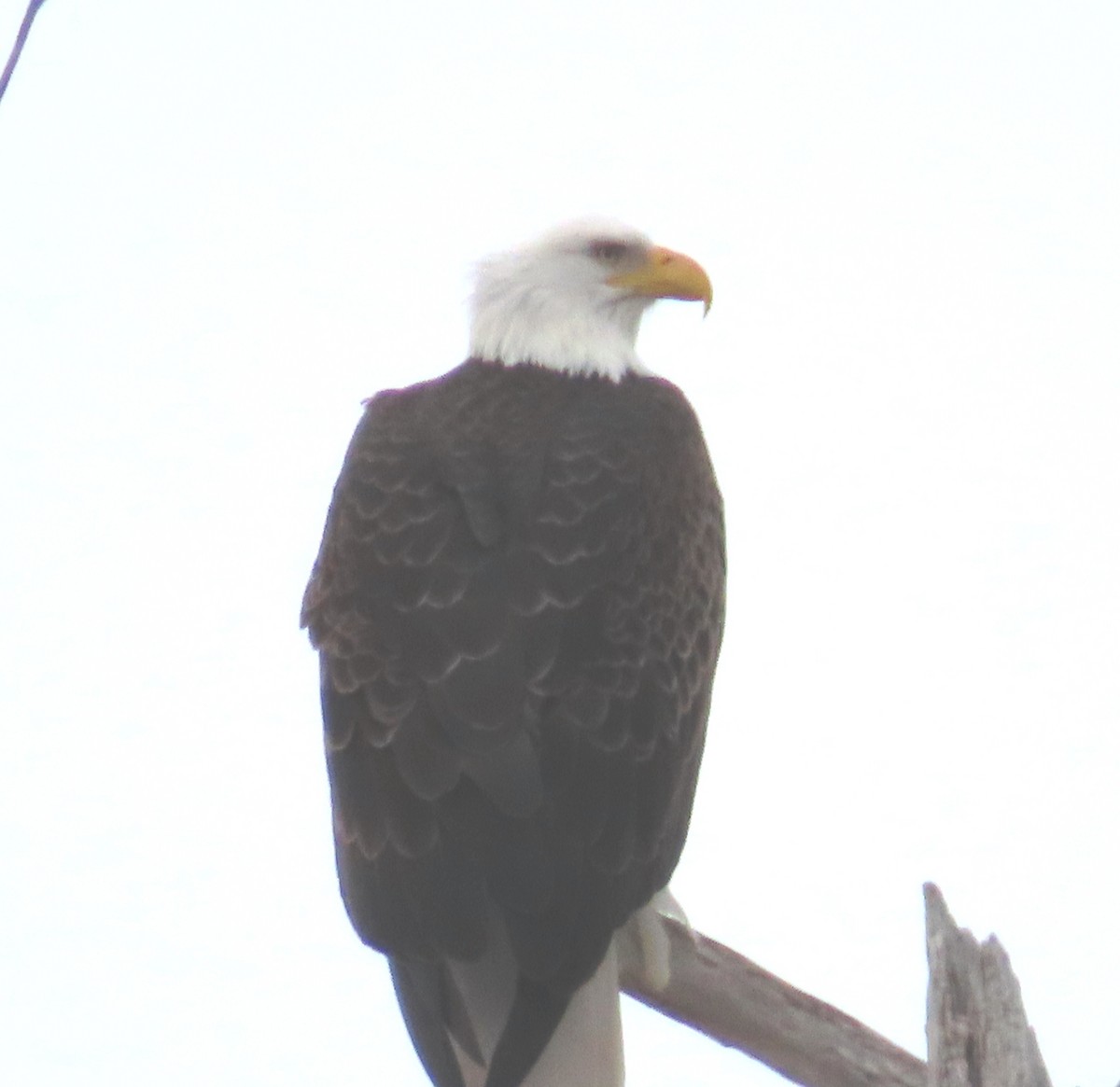 Bald Eagle - ML631628074