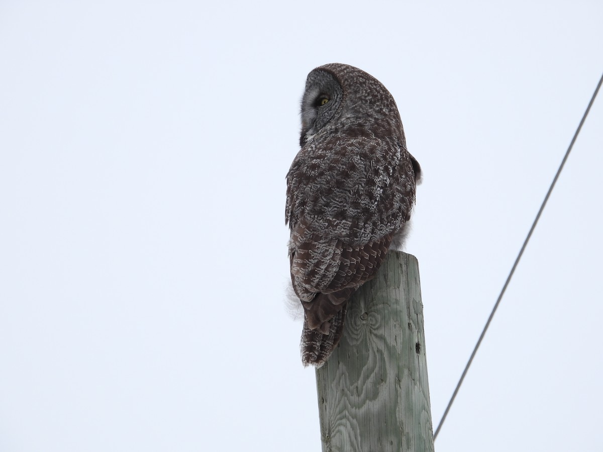 Great Gray Owl - ML631628101