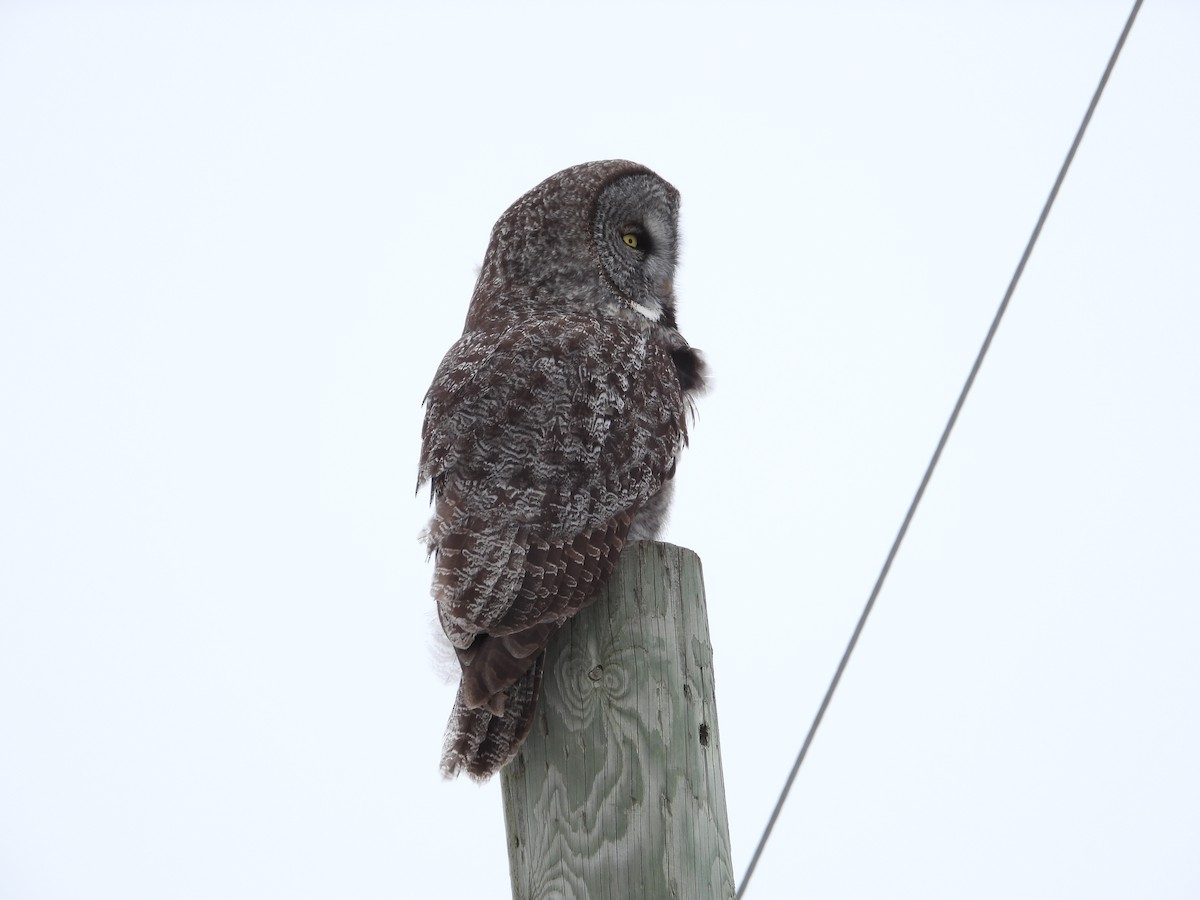 Great Gray Owl - ML631628109